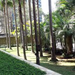PALMEIRAS DO LADO MARMO